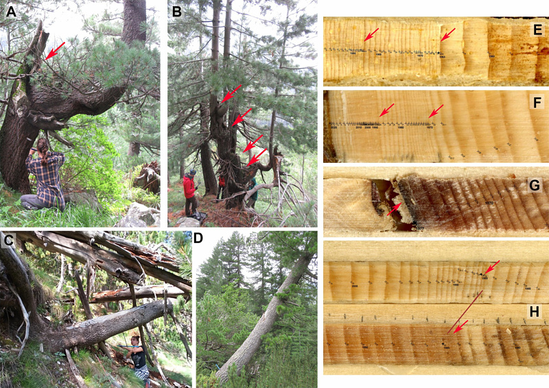 Типични повреди на дървета, засегнати от лавини (ляво) и реакции в годишните им пръстени (дясно)